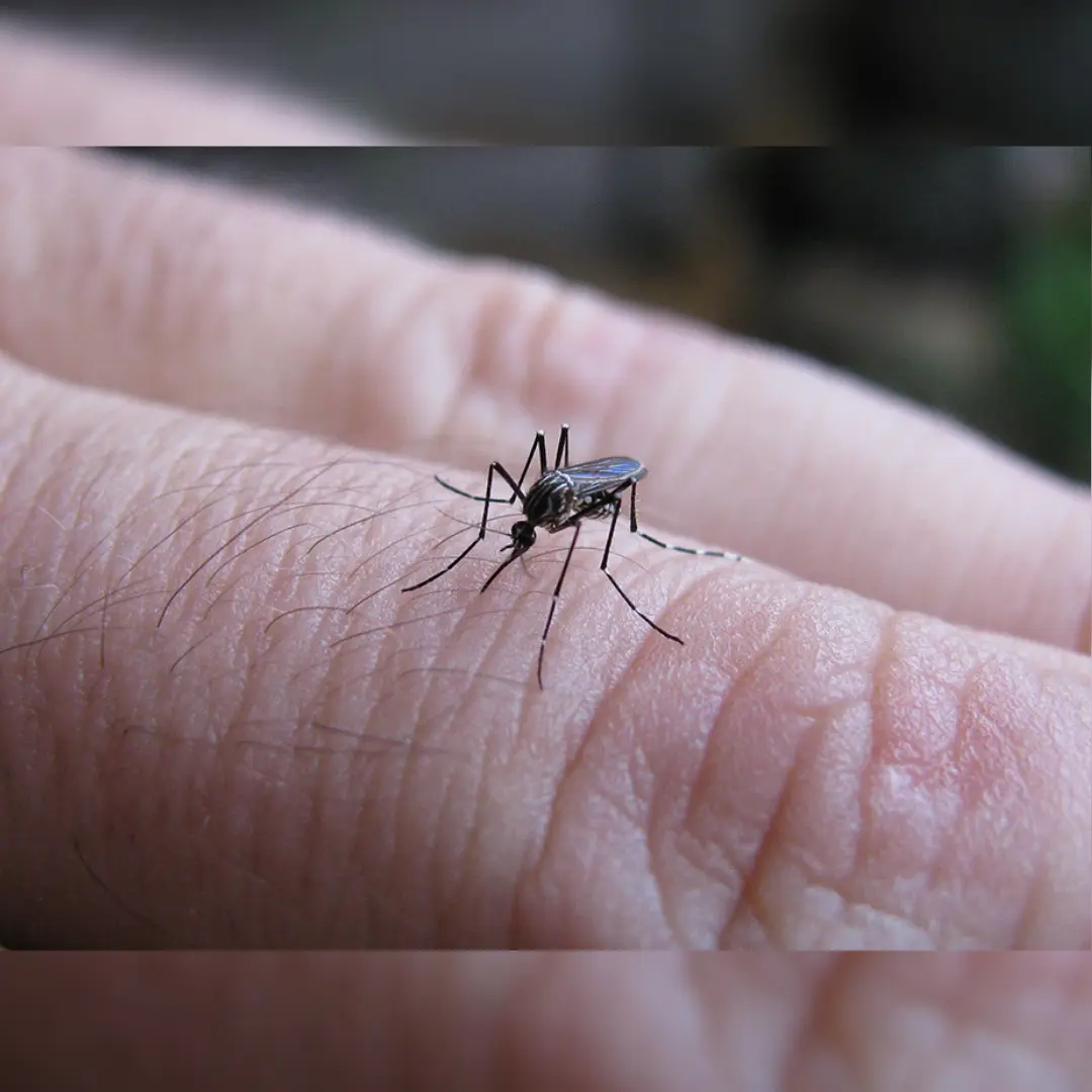 ROLDAN REFUERZA EL CONTROL DEL MOSQUITO DEL DENGUE CON OVITRAMPAS
