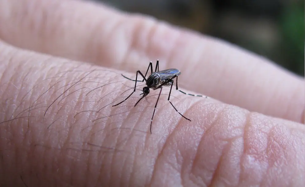 ROLDÁN REFUERZA EL CONTROL DEL MOSQUITO DEL DENGUE CON OVITRAMPAS