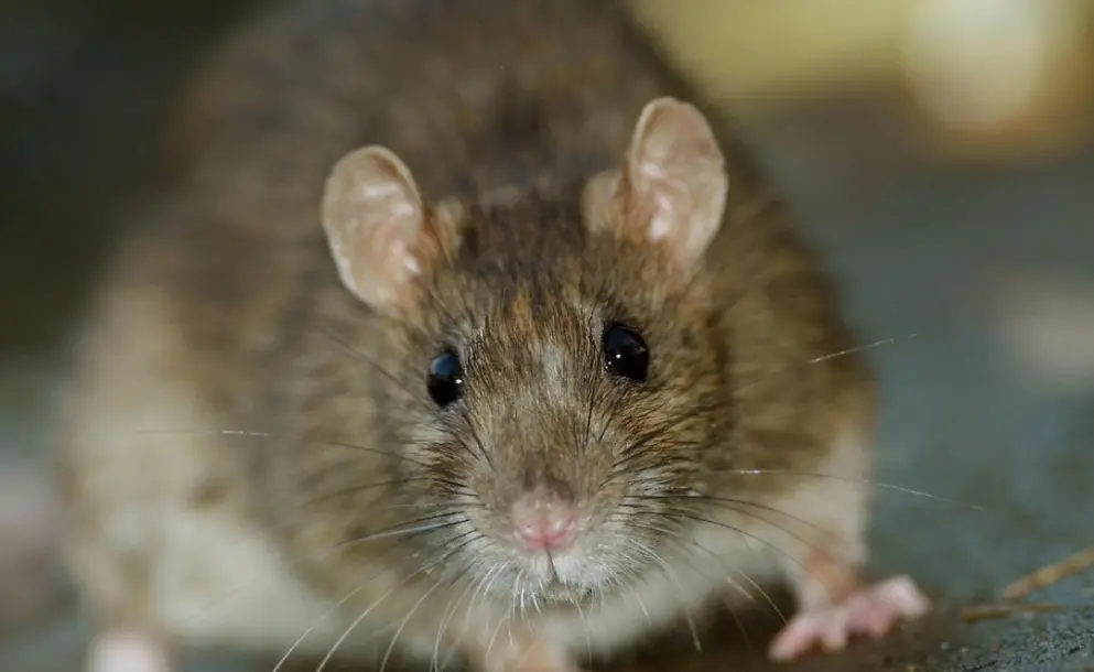 LEPTOSPIROSIS: CONFIRMAN UN CASO FATAL Y REFUERZAN PREVENCIÓN EN SANTA FE