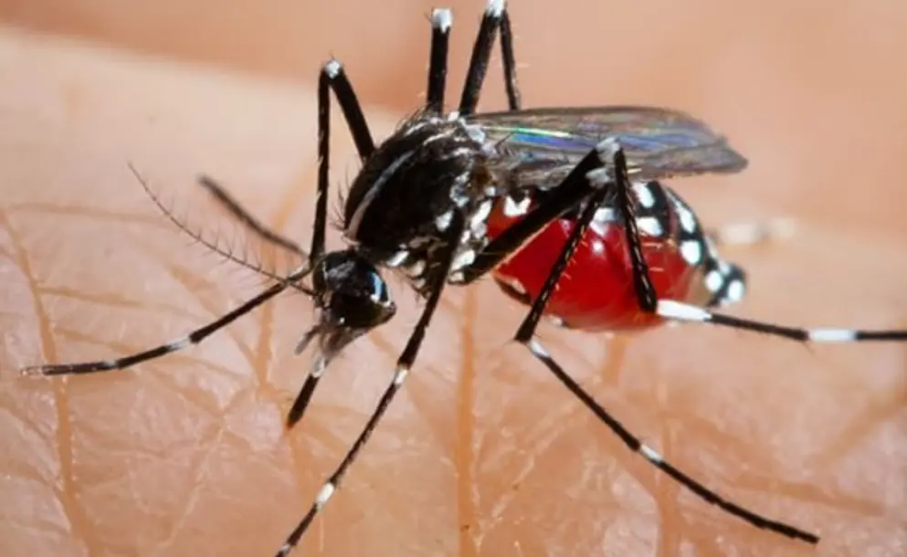 SANTA FE SIN CASOS DE DENGUE EN LO QUE VA DE LA TEMPORADA