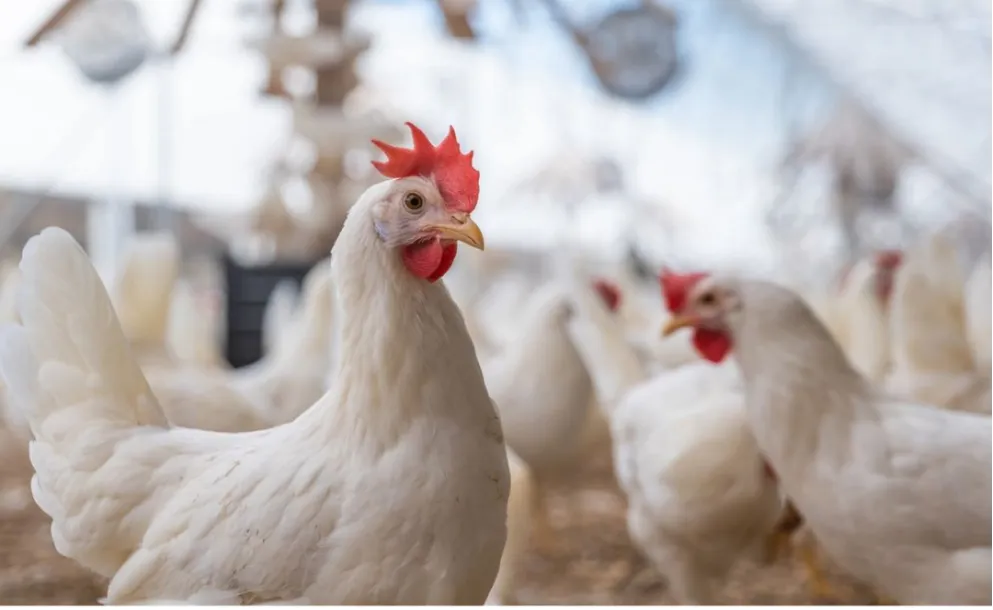 DRAMÁTICO EPISODIO EN SANTA FE: PERROS ARRASARON CON UNA PRODUCCIÓN AVÍCOLA