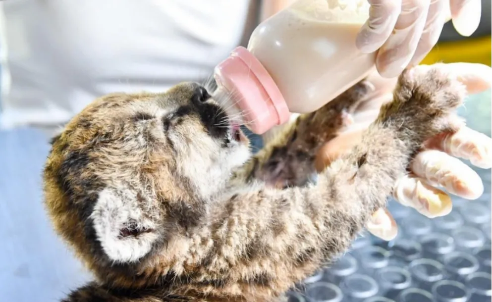 SANTA FE AUMENTA MULTAS POR CAZA Y TRÁFICO DE FAUNA: SUPERAN LOS $3,4 MILLONES