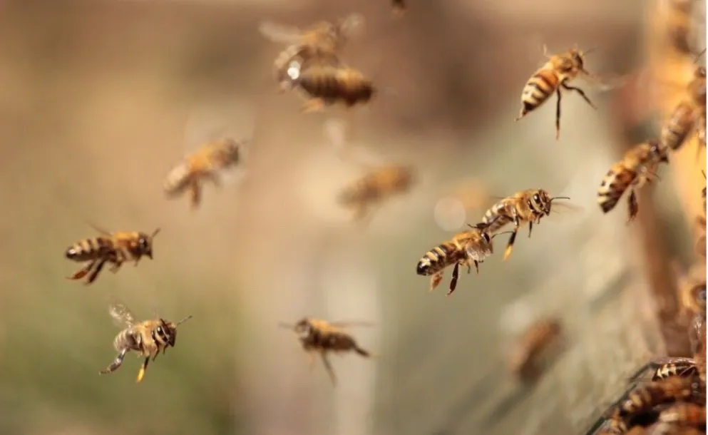 ATAQUE DE ABEJAS EN UNA CASA EN EL LIMITE ENTRE FUNES Y ROLDÁN: FAMILIA INTERNADA