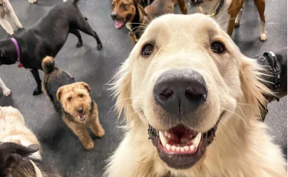 ROLDÁN LANZA UNA JORNADA MASIVA POR EL DÍA DEL ANIMAL CON VACUNACIÓN Y DESFILE