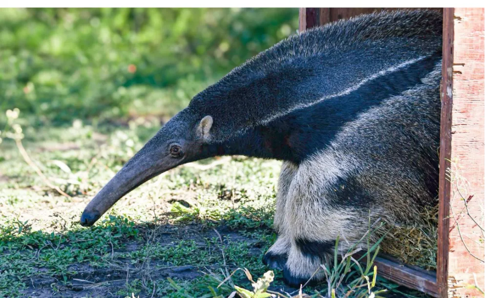MÁS DE 900 ANIMALES FUERON LIBERADOS EN SANTA FE Y ALERTAN POR EL TRÁFICO ILEGAL DE FAUNA