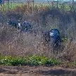 TRES MUERTOS Y TRES HERIDOS GRAVES DEJÓ EL VIOLENTO SINIESTRO VIAL EN CASILDA