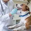SANIDAD ANIMAL: SE CONFIRMÓ EL CRONOGRAMA COMPLETO DE ATENCIÓN VETERINARIA GRATUITA PARA JULIO