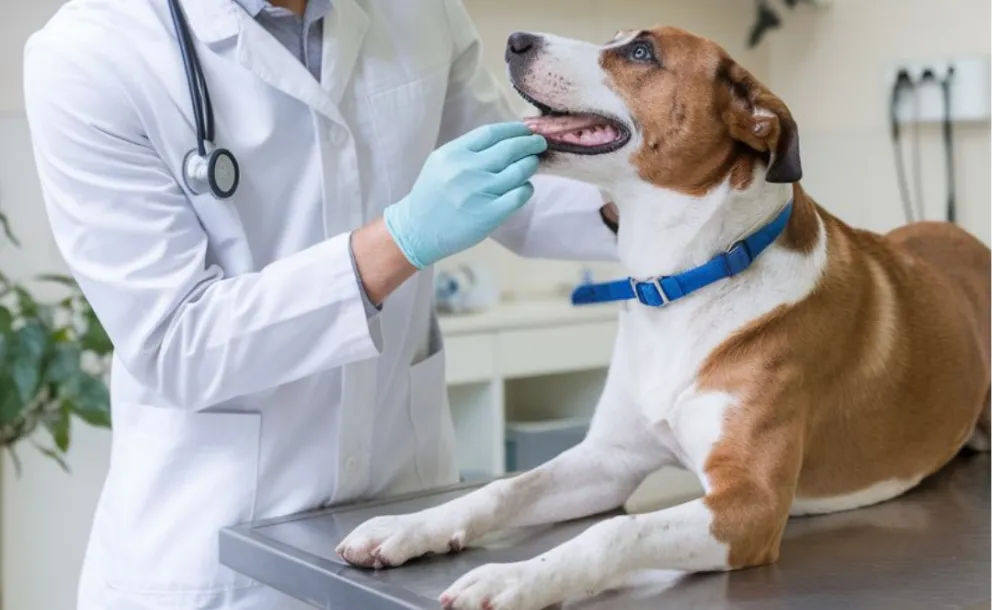 SANIDAD ANIMAL: SE CONFIRMÓ EL CRONOGRAMA COMPLETO DE ATENCIÓN VETERINARIA GRATUITA PARA JULIO