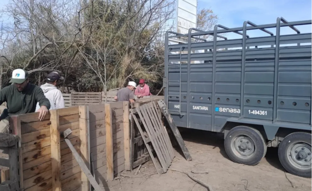 IBARLUCEA: CONFIRMARON CASOS DE TRIQUINOSIS Y ACTIVARON UN OPERATIVO SANITARIO
