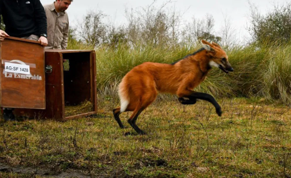 UN AGUARÁ GUAZÚ VOLVIÓ A LA NATURALEZA TRAS SER REHABILITADO EN SANTA FE