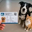 VILLA MARIA: IMPLEMENTAN UN DNI GRATUITO Y OBLIGATORIO PARA PERROS Y GATOS