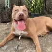 TRAGEDIA EN CÓRDOBA: DOS NIÑOS DE DOS AÑOS MURIERON TRAS ATAQUES DE PERROS