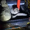 FIGHIERA: TRES OVEJAS APARECIERON ATADAS Y ABANDONADAS CERCA DE UN CAMINO RURAL  