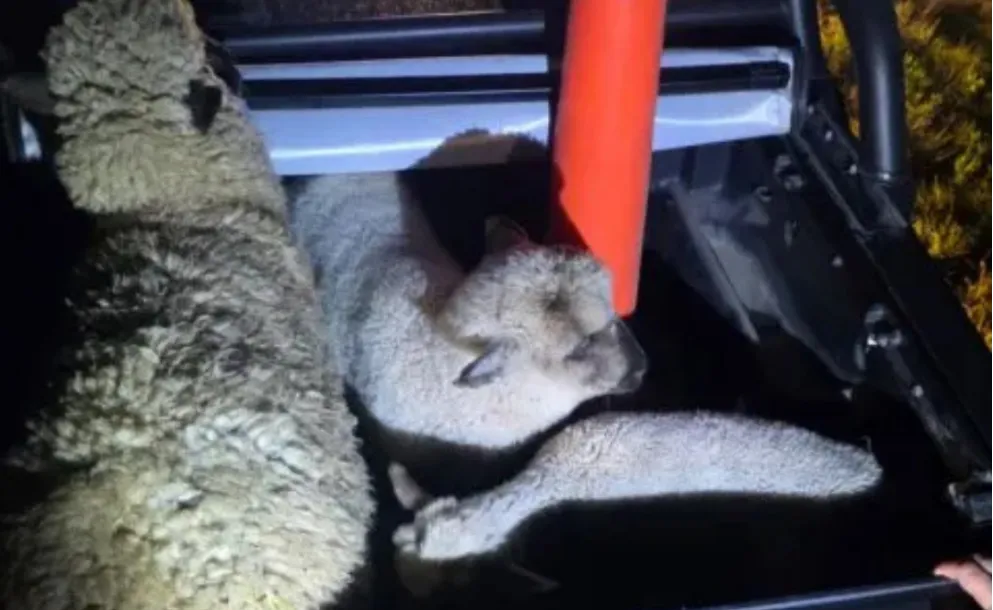 FIGHIERA: TRES OVEJAS APARECIERON ATADAS Y ABANDONADAS CERCA DE UN CAMINO RURAL  