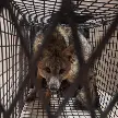 RESCATARON UN ZORRO GRIS PAMPEANO QUE SE HABÍA REFUGIADO EN UNA VIVIENDA