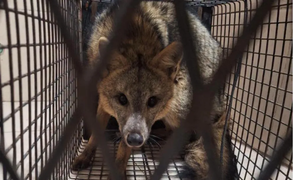 RESCATARON UN ZORRO GRIS PAMPEANO QUE SE HABÍA REFUGIADO EN UNA VIVIENDA