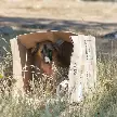 BUNENOS AIRES: PROPONEN MULTAS Y HASTA 60 DÍAS DE ARRESTO POR MALTRATO Y ABANDONO DE ANIMALES