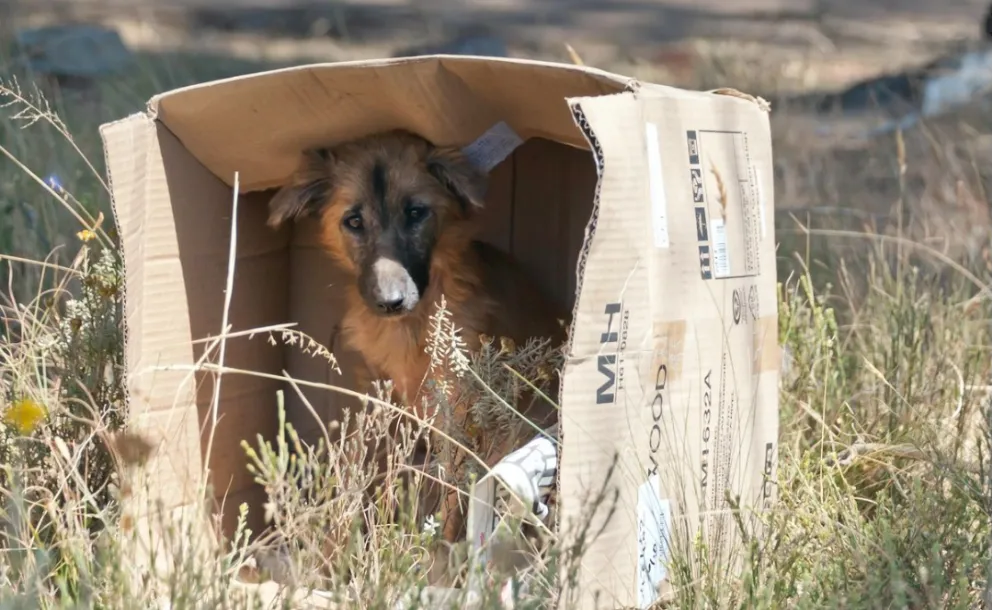 BUNENOS AIRES: PROPONEN MULTAS Y HASTA 60 DÍAS DE ARRESTO POR MALTRATO Y ABANDONO DE ANIMALES