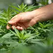LA UNR ORGANIZA EL PRIMER CONGRESO INTERNACIONAL DE CANNABIS Y SALUD