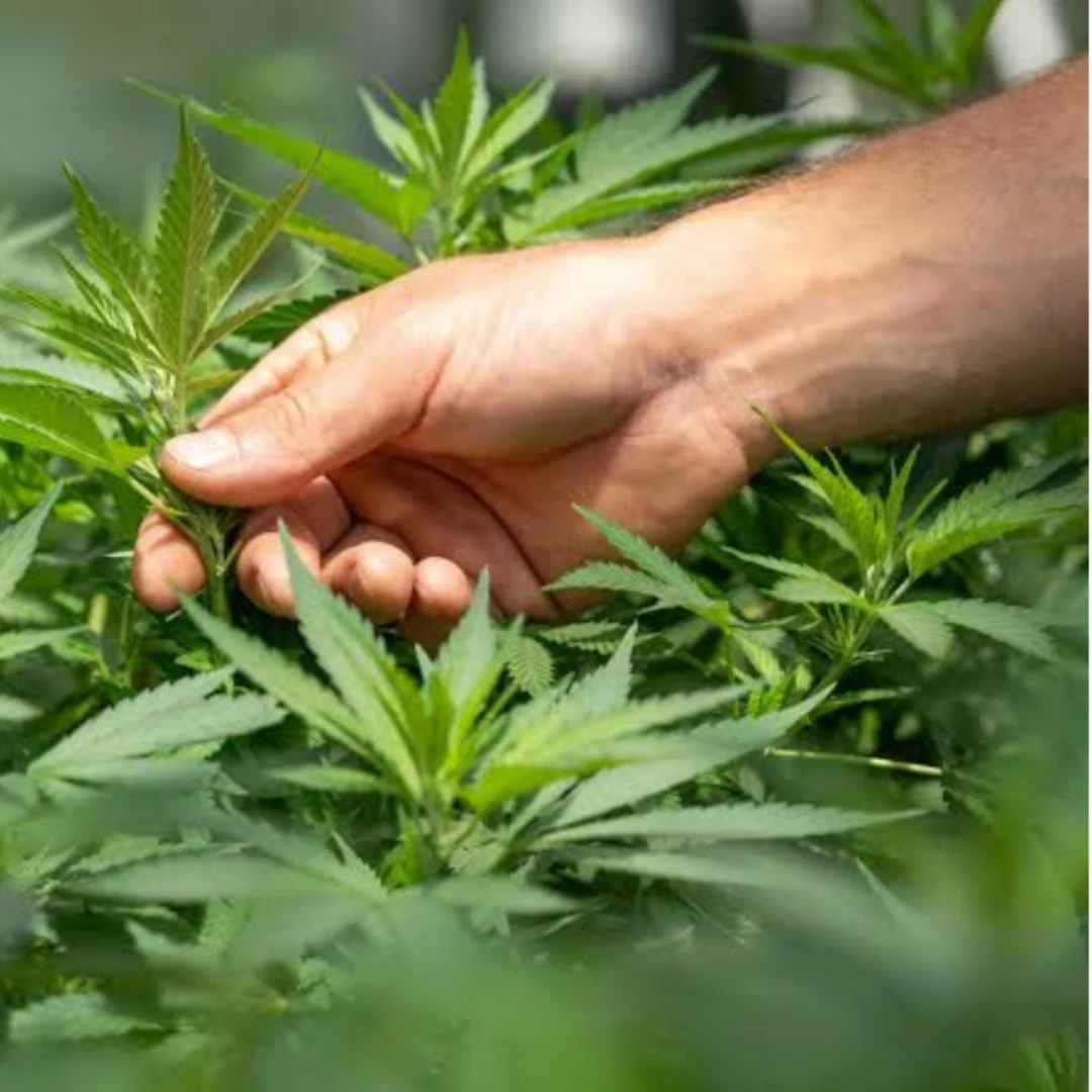 LA UNR ORGANIZA EL PRIMER CONGRESO INTERNACIONAL DE CANNABIS Y SALUD