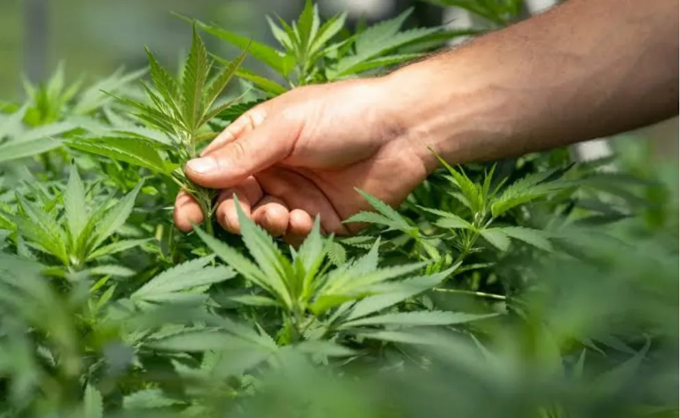 LA UNR ORGANIZA EL PRIMER CONGRESO INTERNACIONAL DE CANNABIS Y SALUD