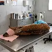 RESCATARON A UN CIERVO AXIS EN ARROYO SECO Y LO DERIVARON A UNA CLÍNICA VETERINARIA PARA SU EVALUACIÓN