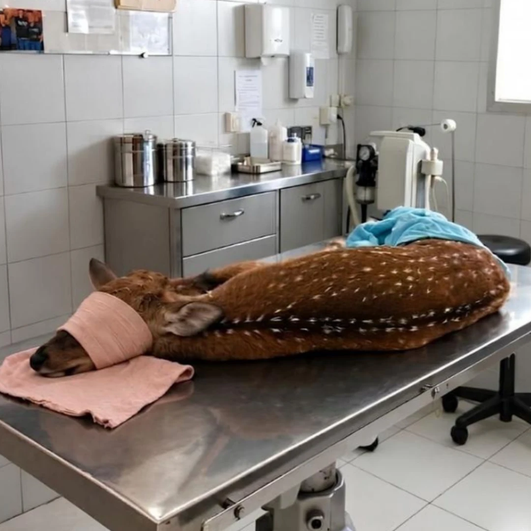 RESCATARON A UN CIERVO AXIS EN ARROYO SECO Y LO DERIVARON A UNA CLÍNICA VETERINARIA PARA SU EVALUACIÓN