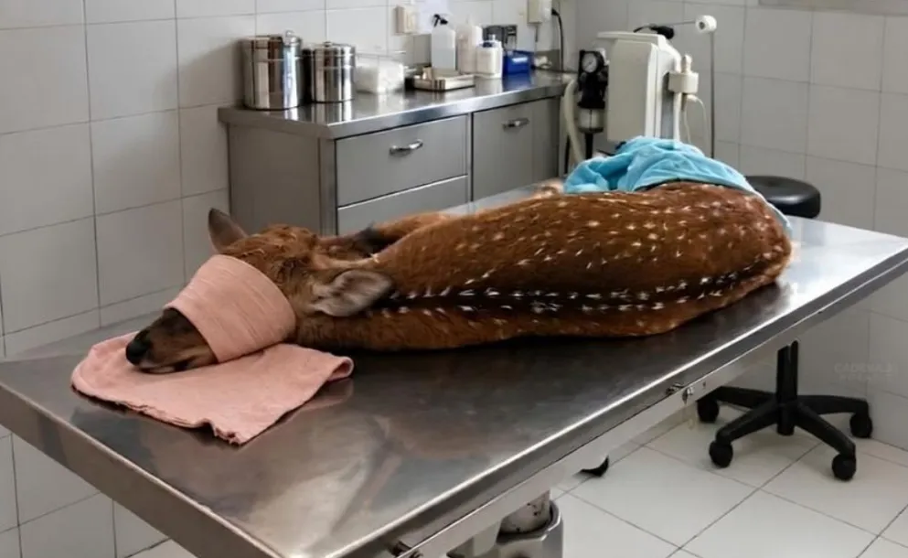 RESCATARON A UN CIERVO AXIS EN ARROYO SECO Y LO DERIVARON A UNA CLÍNICA VETERINARIA PARA SU EVALUACIÓN