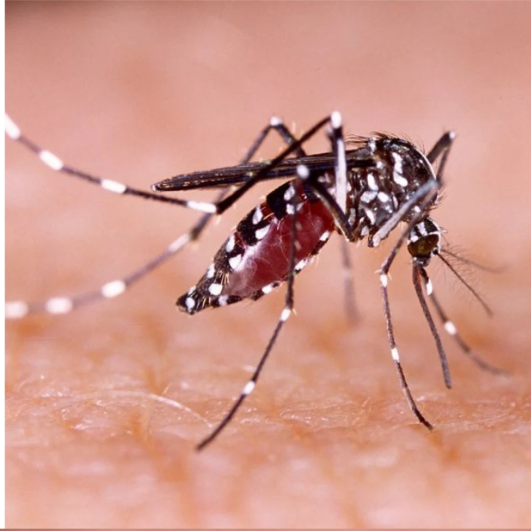 ALERTA POR DENGUE: CONFIRMAN CASO IMPORTADO EN LA PROVINCIA Y ANALIZAN DECENAS DE SOSPECHOSOS