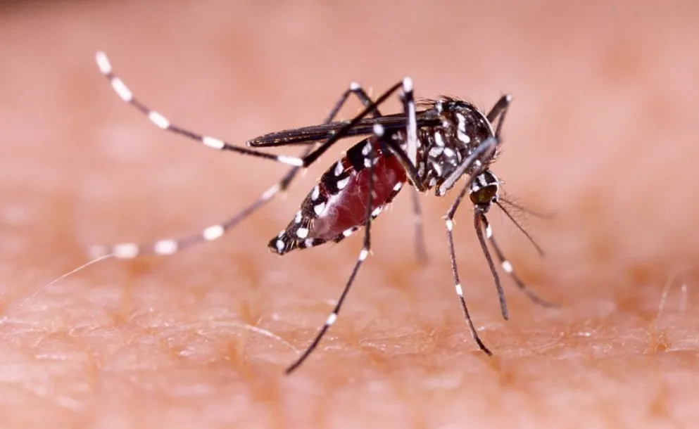 ALERTA POR DENGUE: CONFIRMAN CASO IMPORTADO EN LA PROVINCIA Y ANALIZAN DECENAS DE SOSPECHOSOS