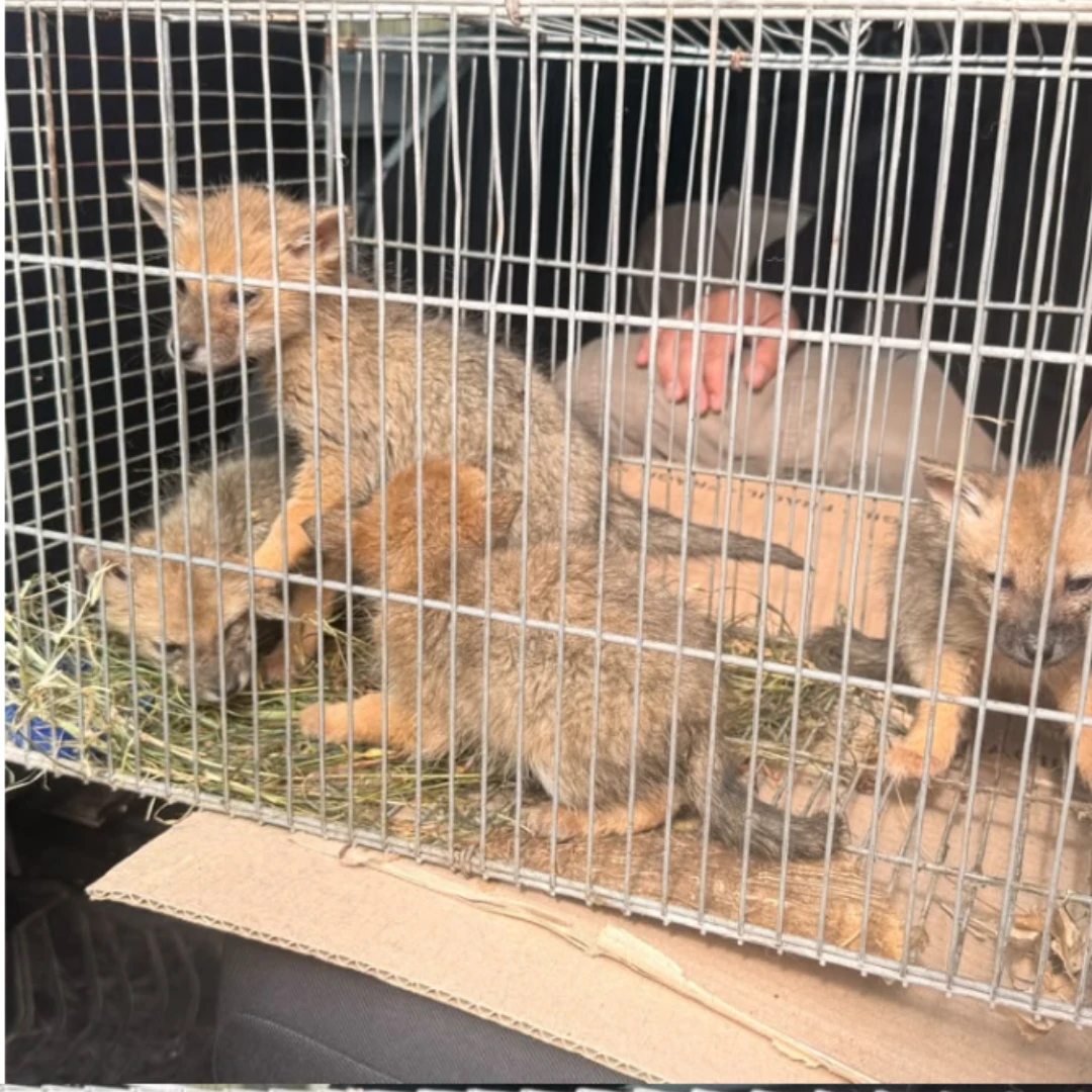 UN VECINO HALLÓ A CUATRO ZORRITOS EN ESTANCIA SANTA ROSA Y ACTIVÓ EL PROTOCOLO DE RESCATE