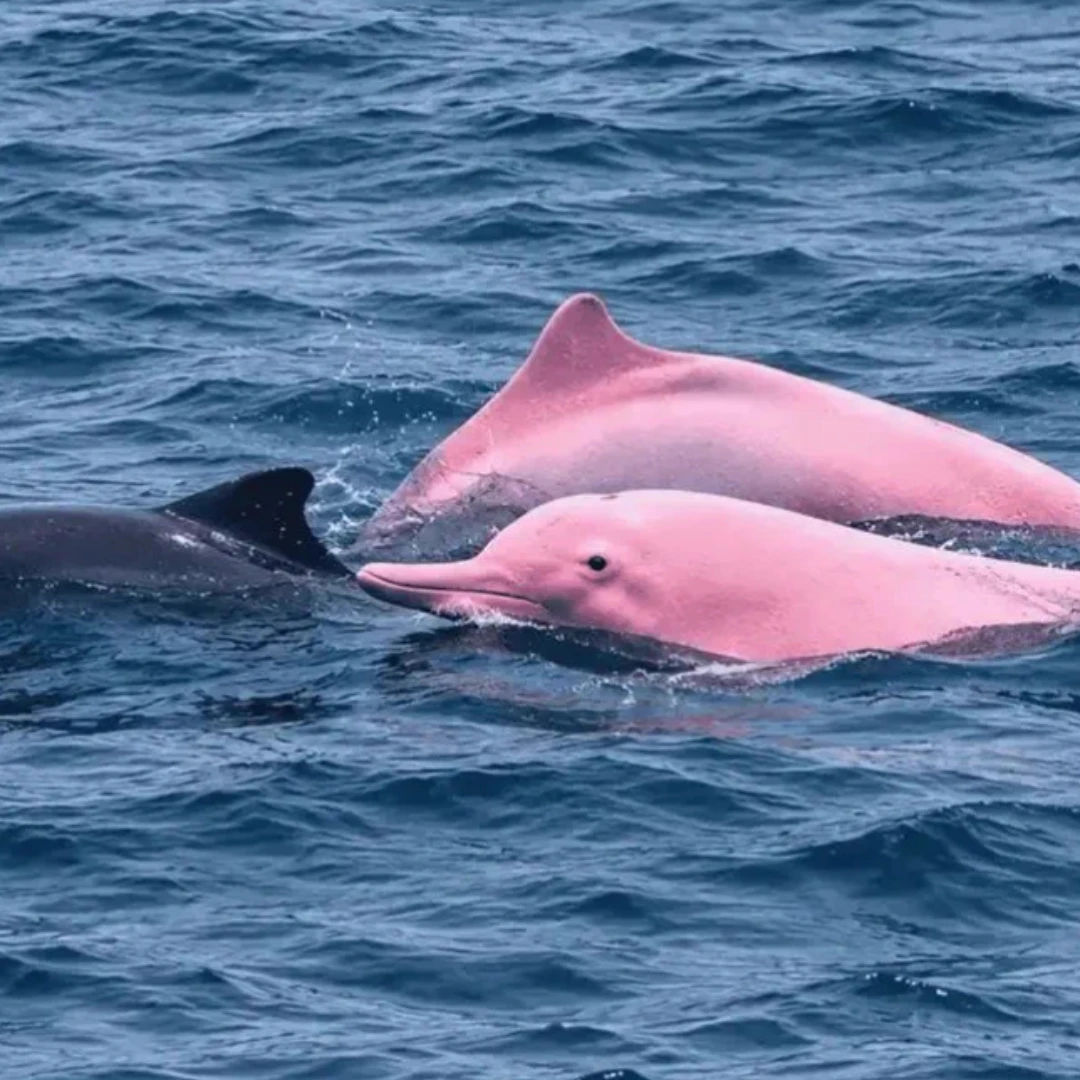CAPTAN UNA MANADA DE DELFINES CON EJEMPLARES DE COLOR ROSADO EN AGUAS DE OMÁN