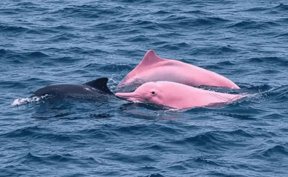 CAPTAN UNA MANADA DE DELFINES CON EJEMPLARES DE COLOR ROSADO EN AGUAS DE OMÁN