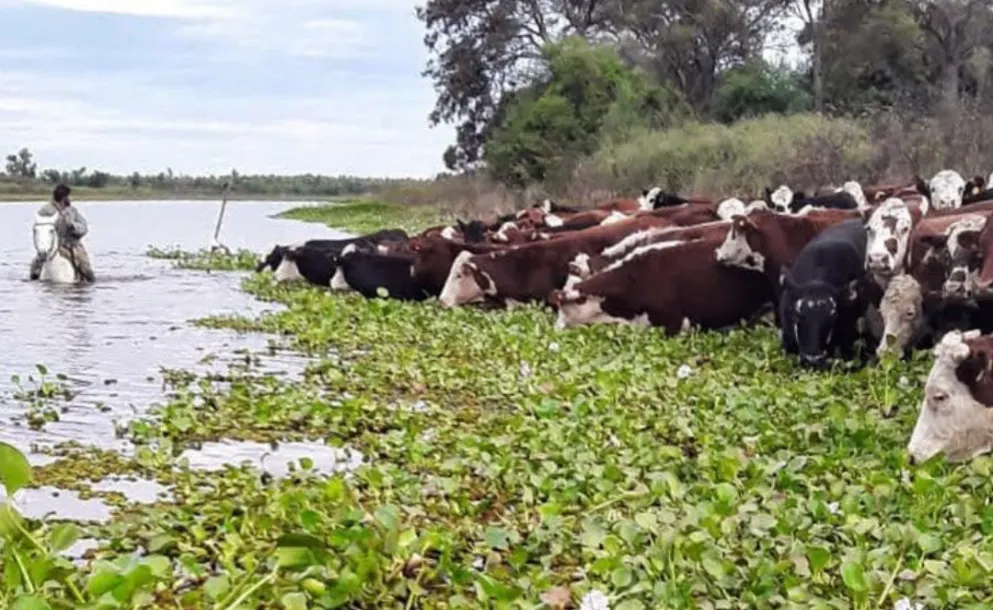 RETIRAN MÁS DEL 70 POR CIENTO DEL GANADO DE LAS ISLAS SANTAFESINAS ANTE LA CRECIDA DEL PARANÁ